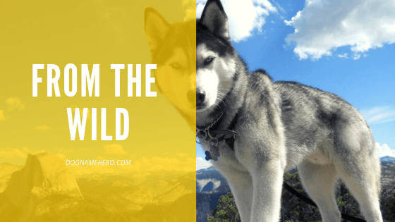 Siberian husky