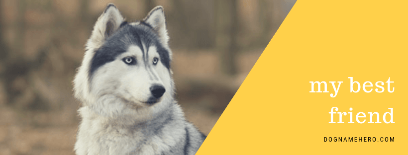 Husky