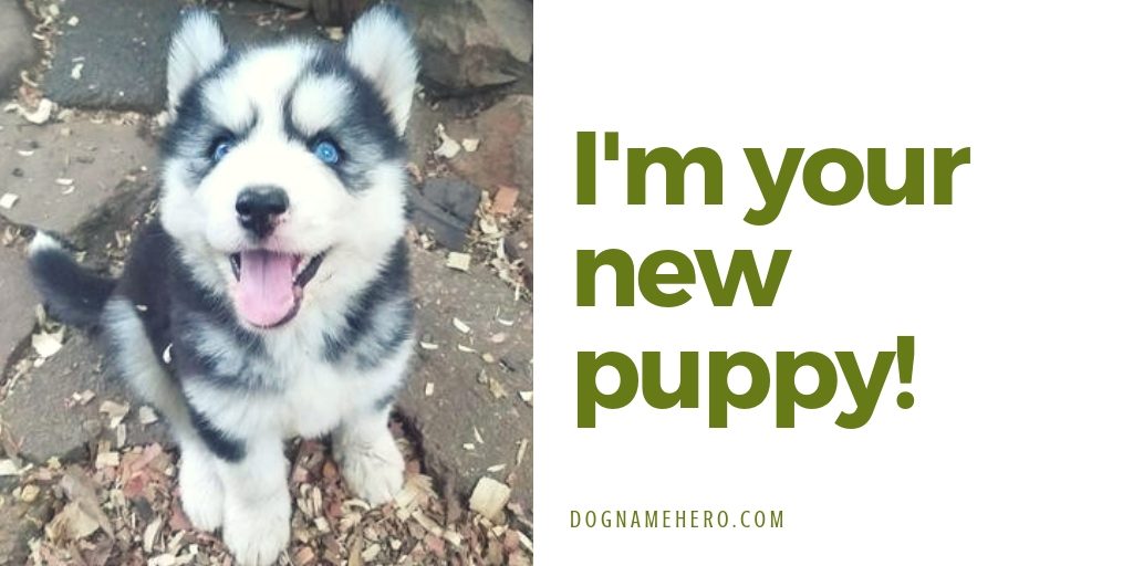 Husky dog names