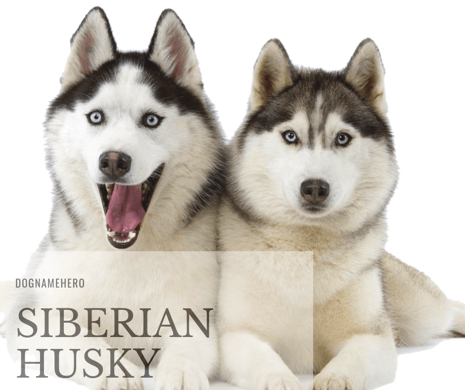 Siberian Husky