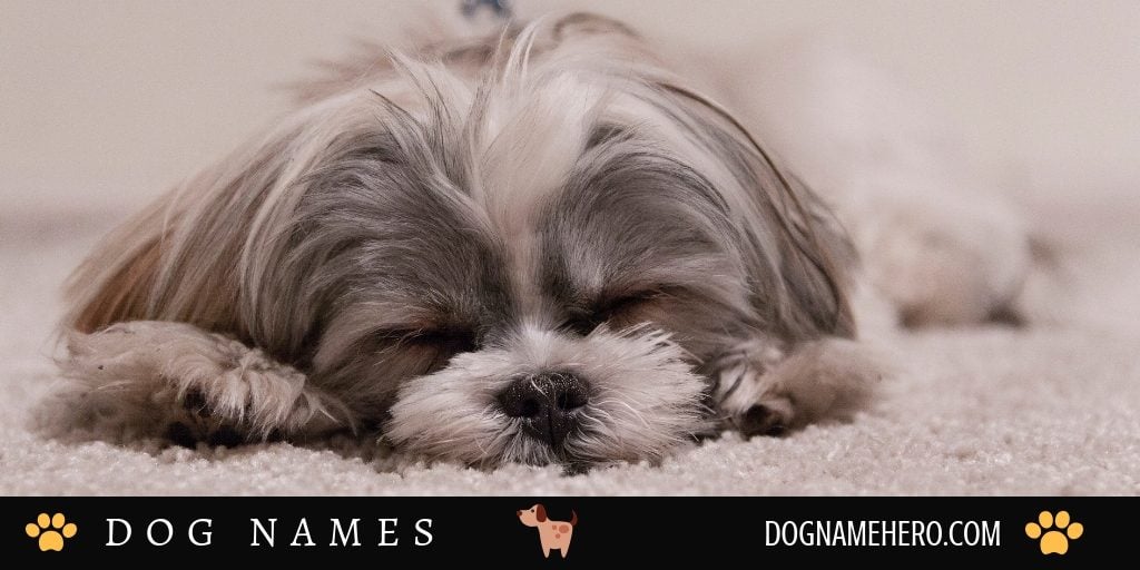 Unique Dog Names male