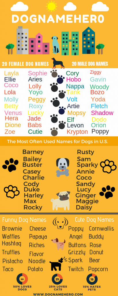450 Most Unique Dog Names For Unique Puppies Dog Name Hero
