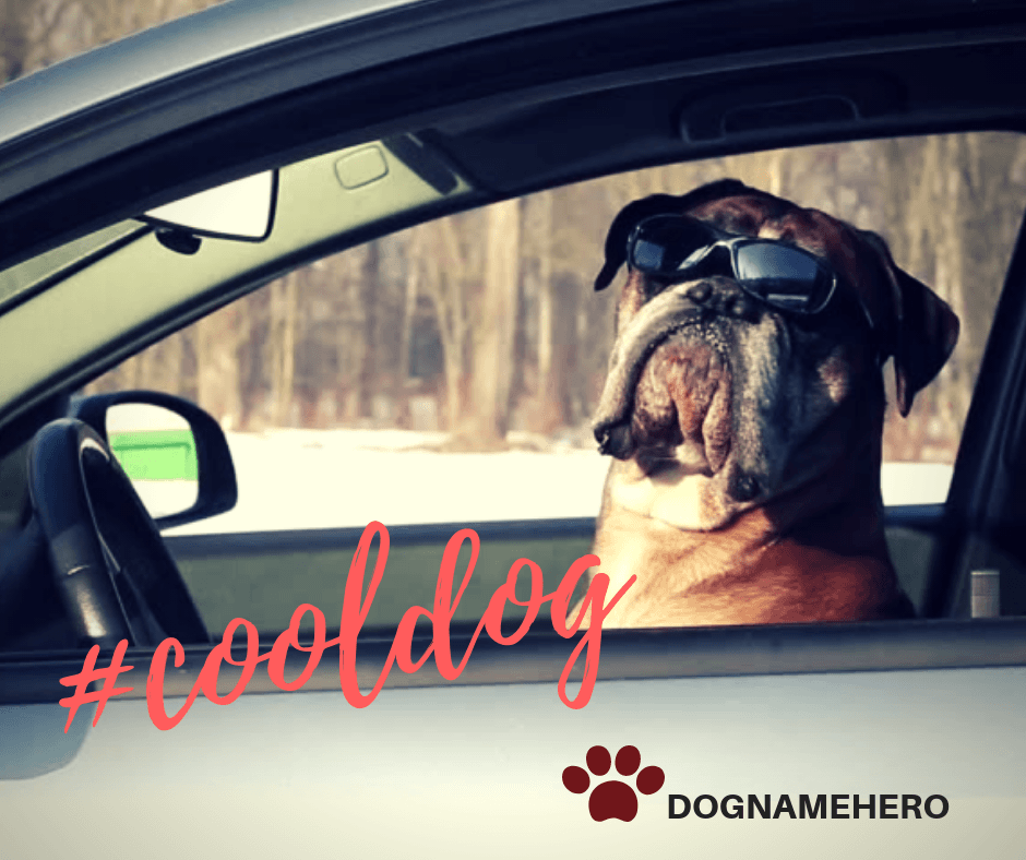 Cool Dog Names Dog Name Hero cool-dog-names-dog-name-hero