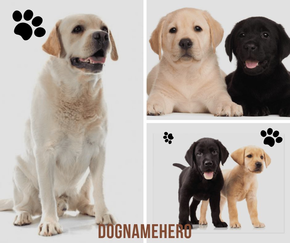 Labrador Retriever Names Dog Name Hero