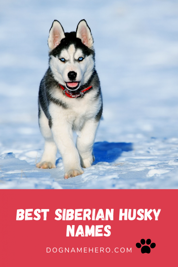 Husky Names 160 Best Dog Names for Huskies [Infographic]