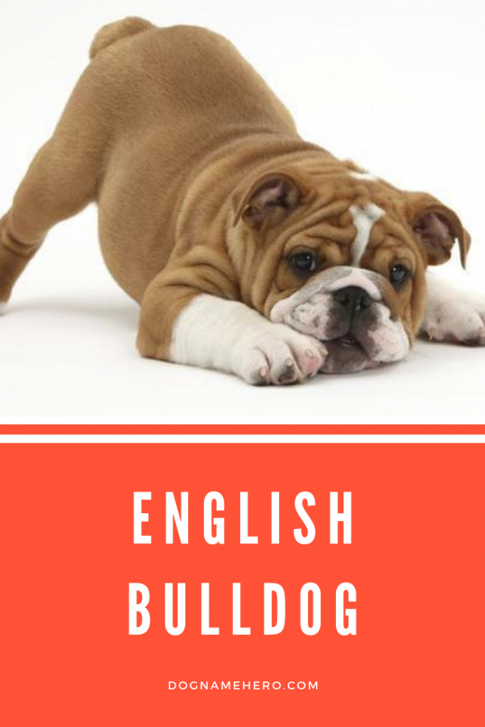 English Bulldog