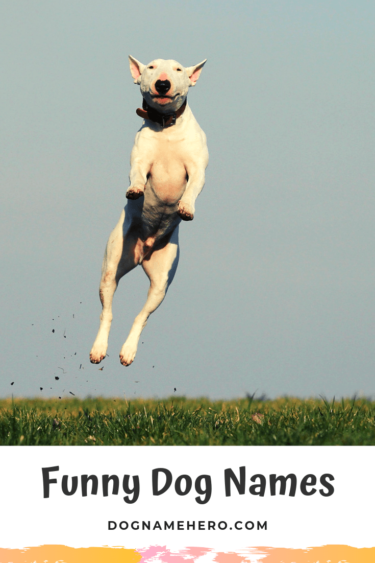funny dog names