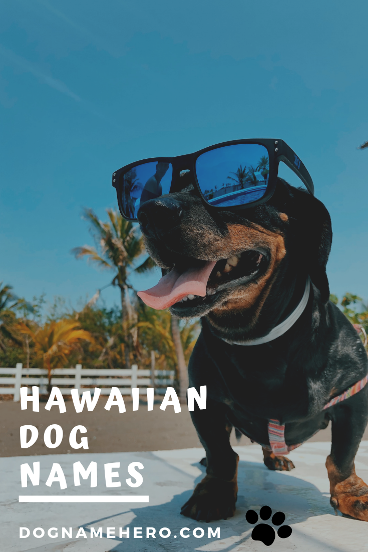 Hawaiian Dog Names And Meanings - Over 110 Aloha Puppy Names