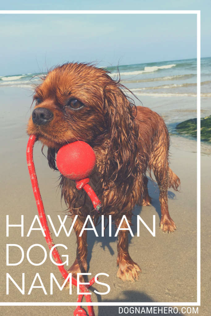 160 Best Hawaiian Dog Names With Aloha Meanings