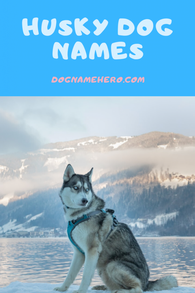 Husky Names 160 Best Dog Names for Huskies [Infographic]