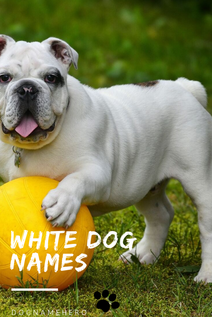 100+ Perfect Names For White Dogs White Dog Names 2021