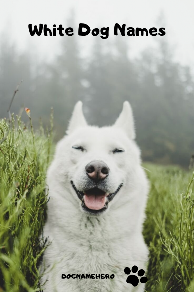 Names for white dogs