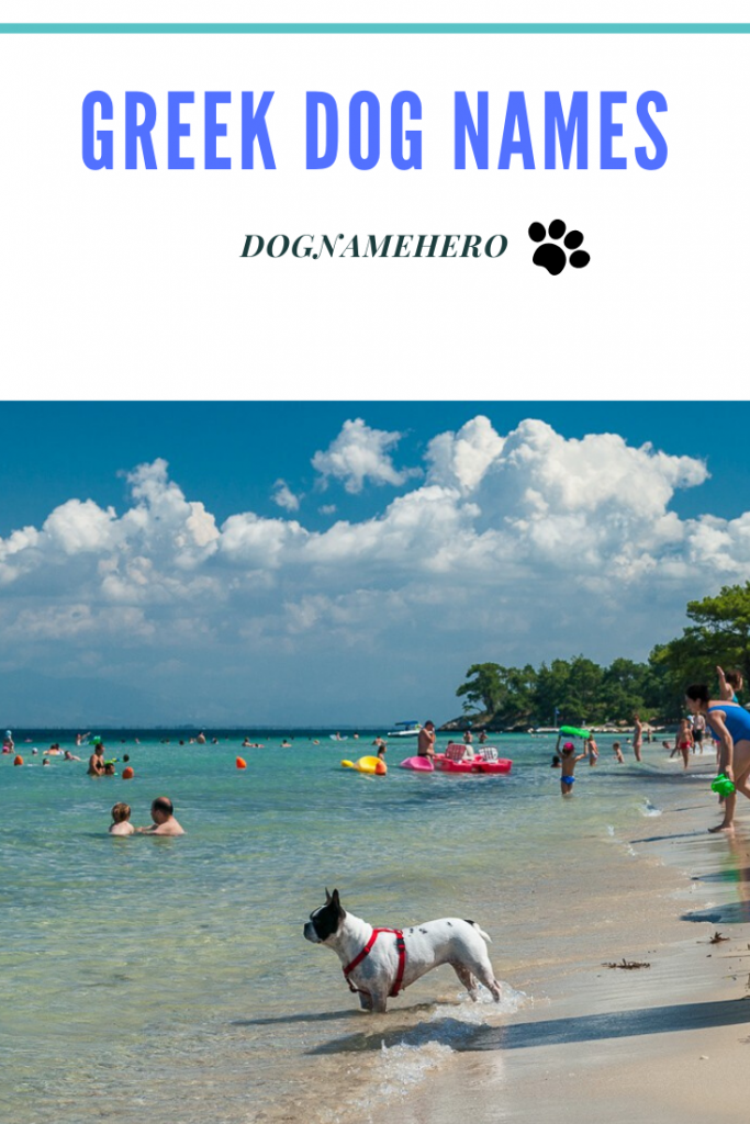 300+ Best Greek Dog Names For Puppies Dog Name Hero