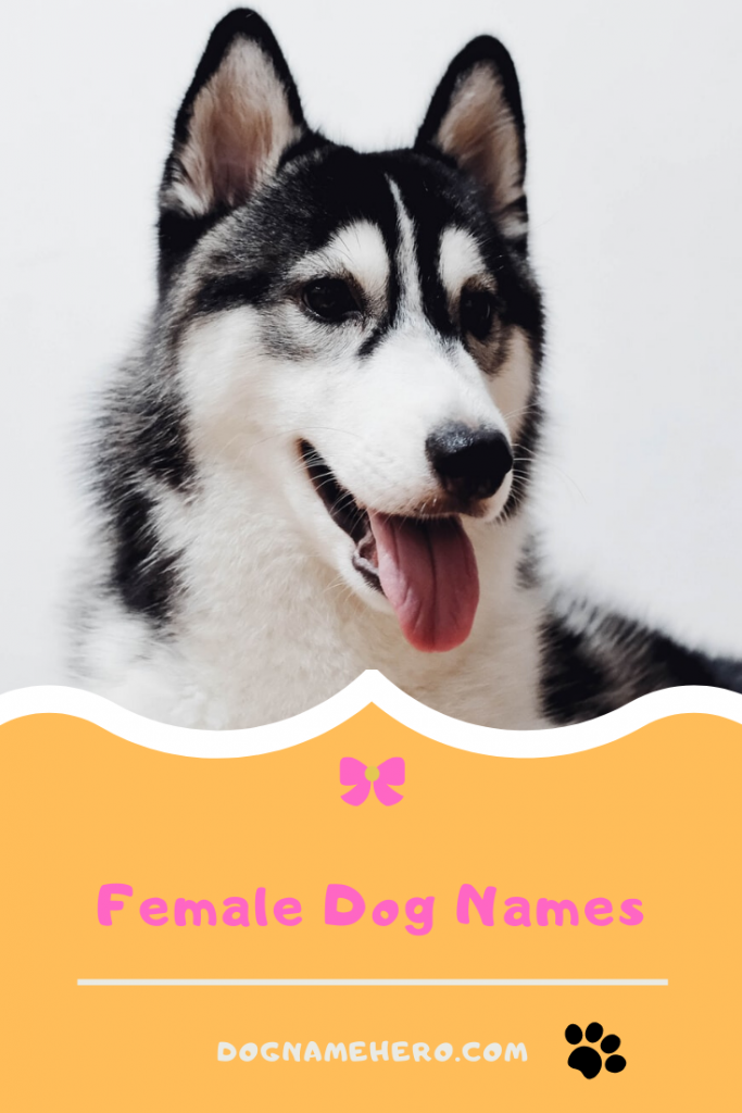 Female Dog Names