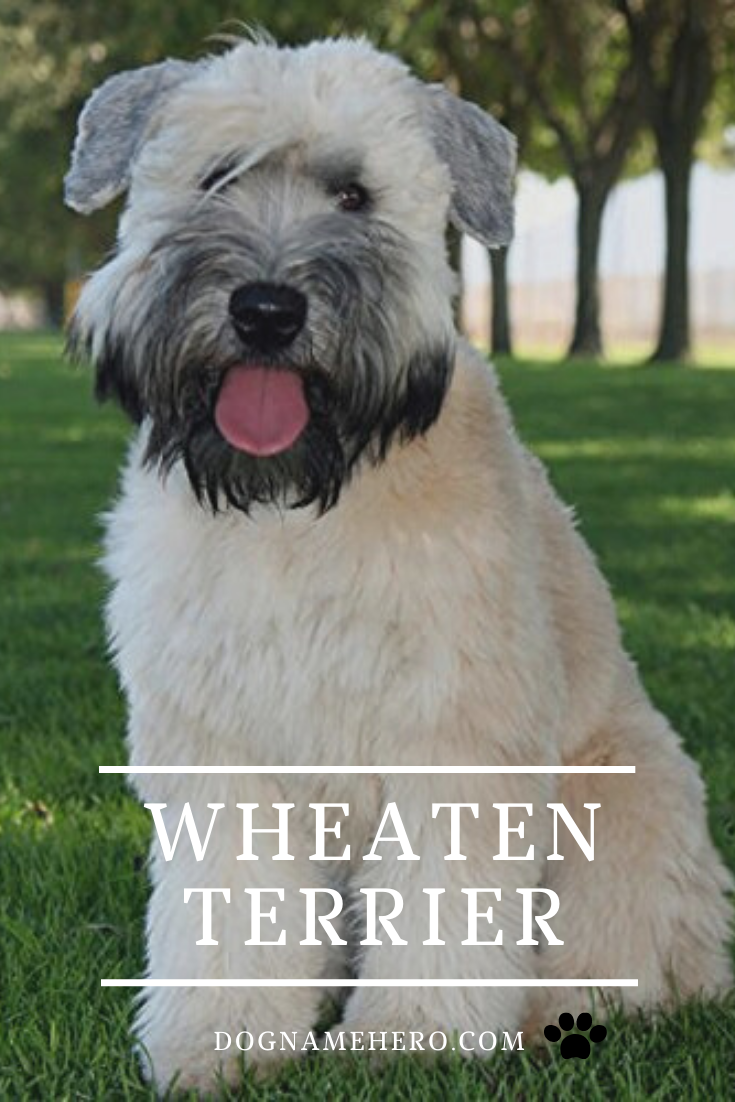 kerry wheaten terrier
