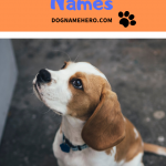 Beagle Dog Names