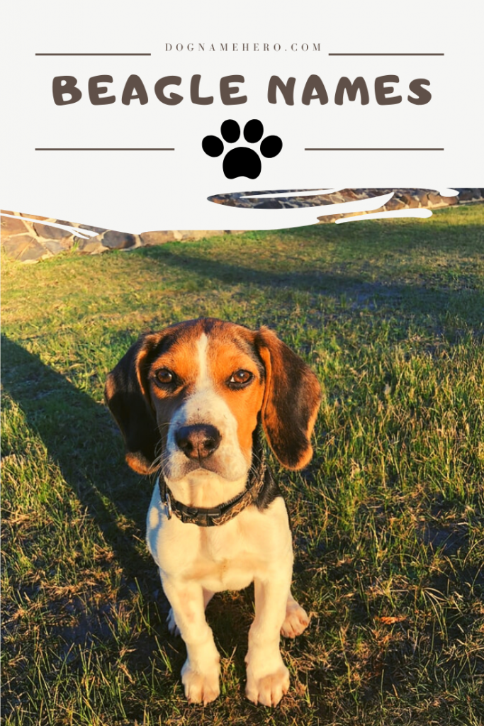 Beagle Names