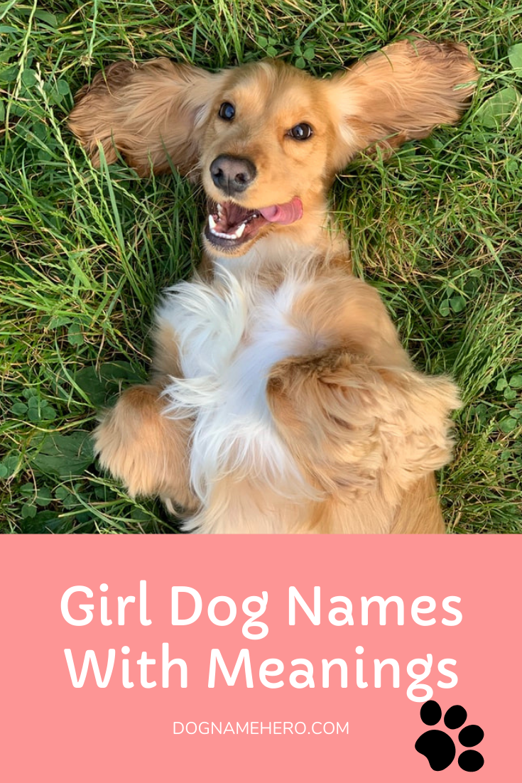 500+ Best Unique Female Dog Names And Meanings 2022