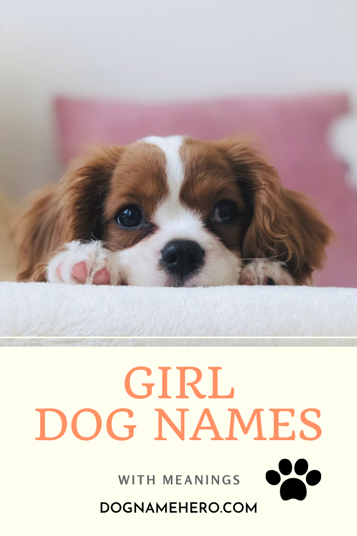 500+ Best Unique Female Dog Names And Meanings 2022