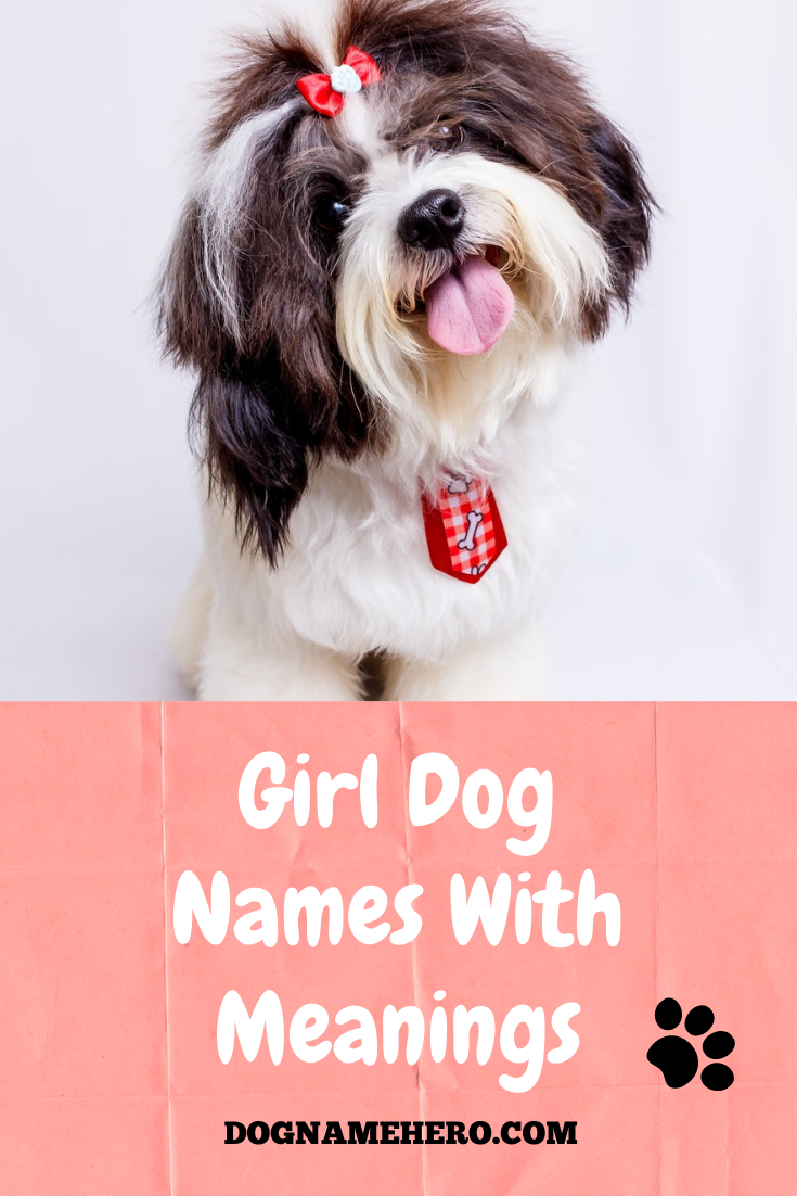 Unique Girl Dog Names And Meanings