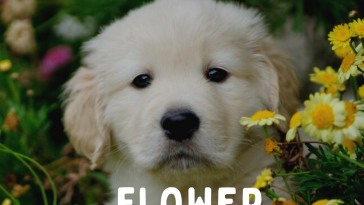 Flower Names For Dogs