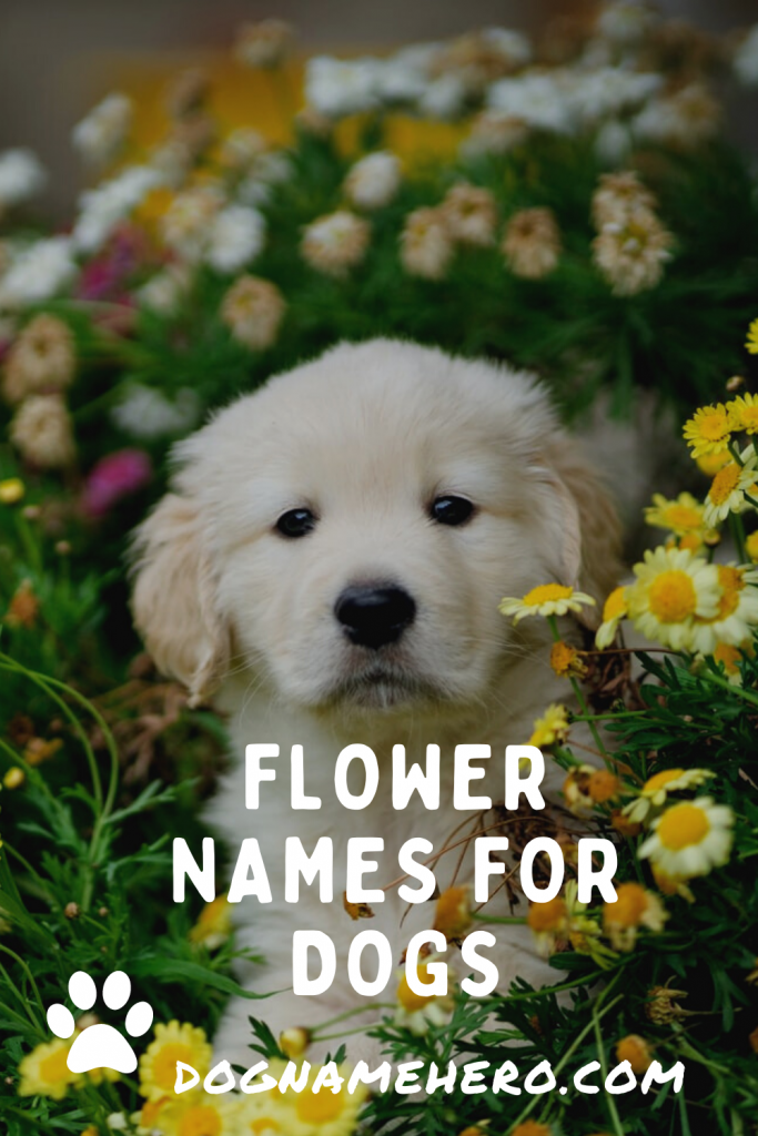 Flower Names For Dogs