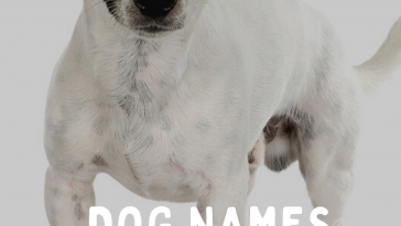 Dog Names With C