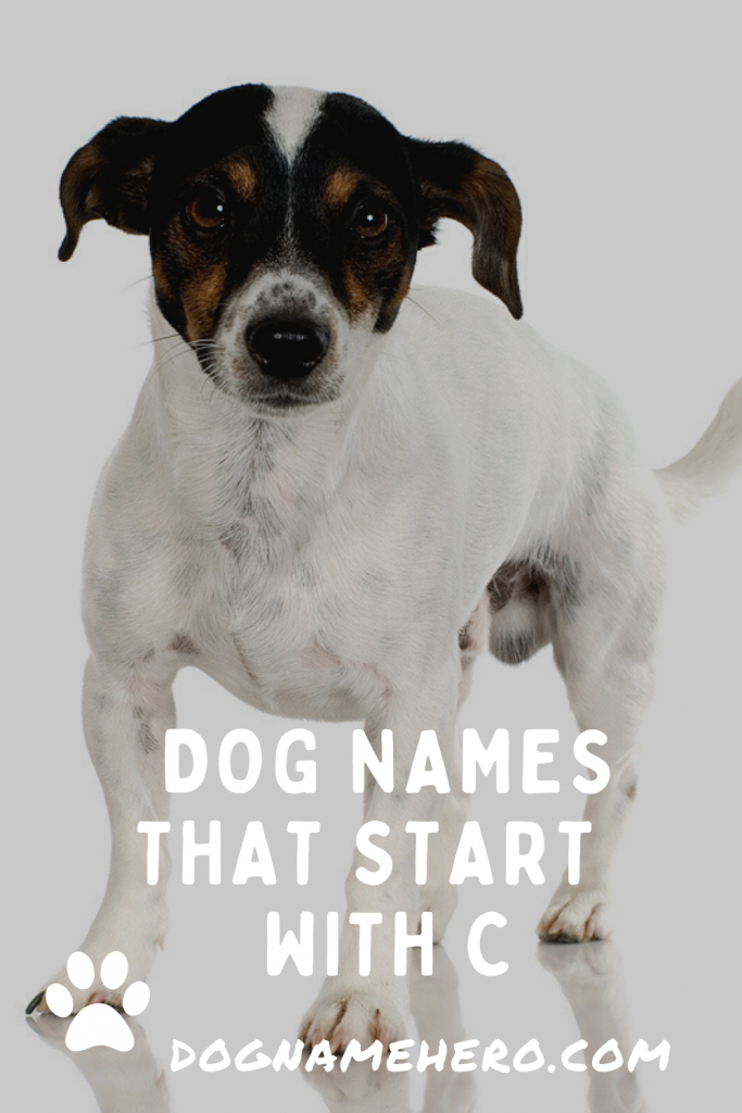 Dog Names With C