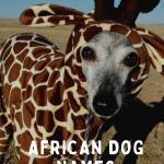 African Dog Names