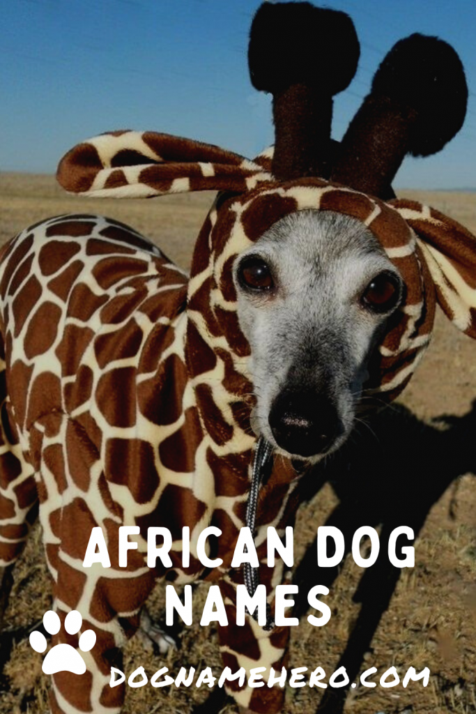 African Dog Names