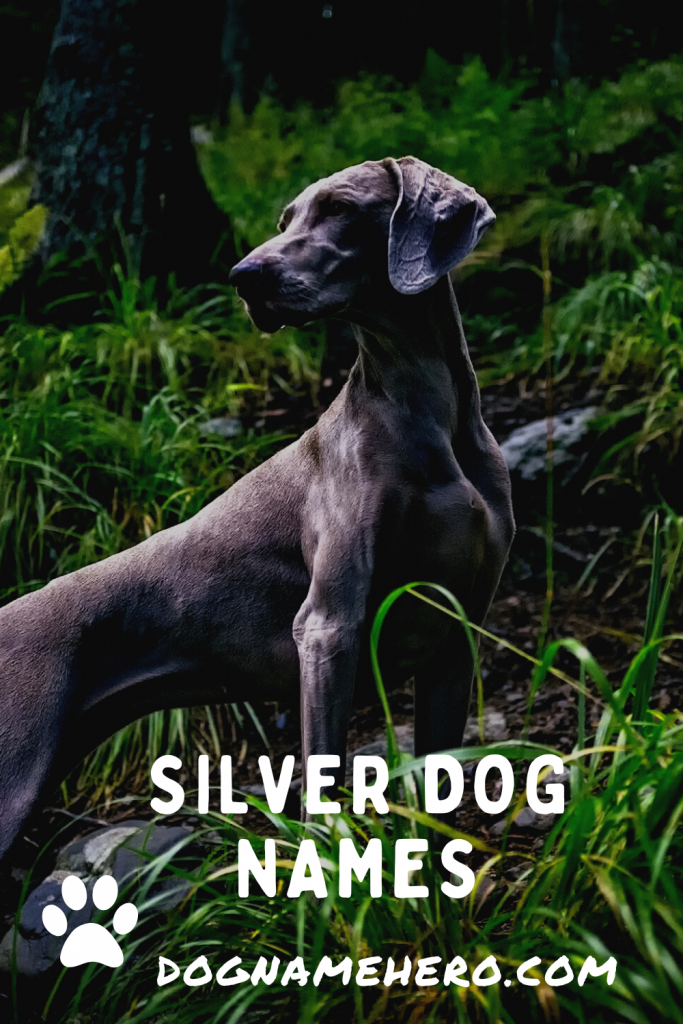 Silver Dog Names