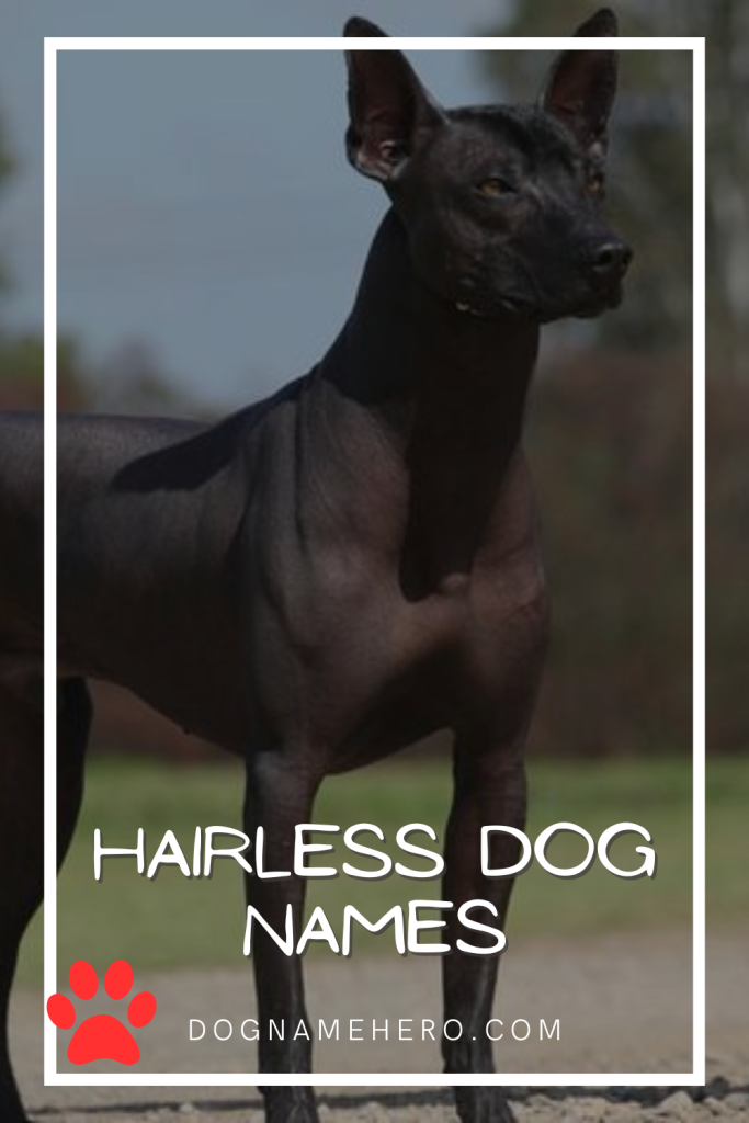 Hairless Dog Names