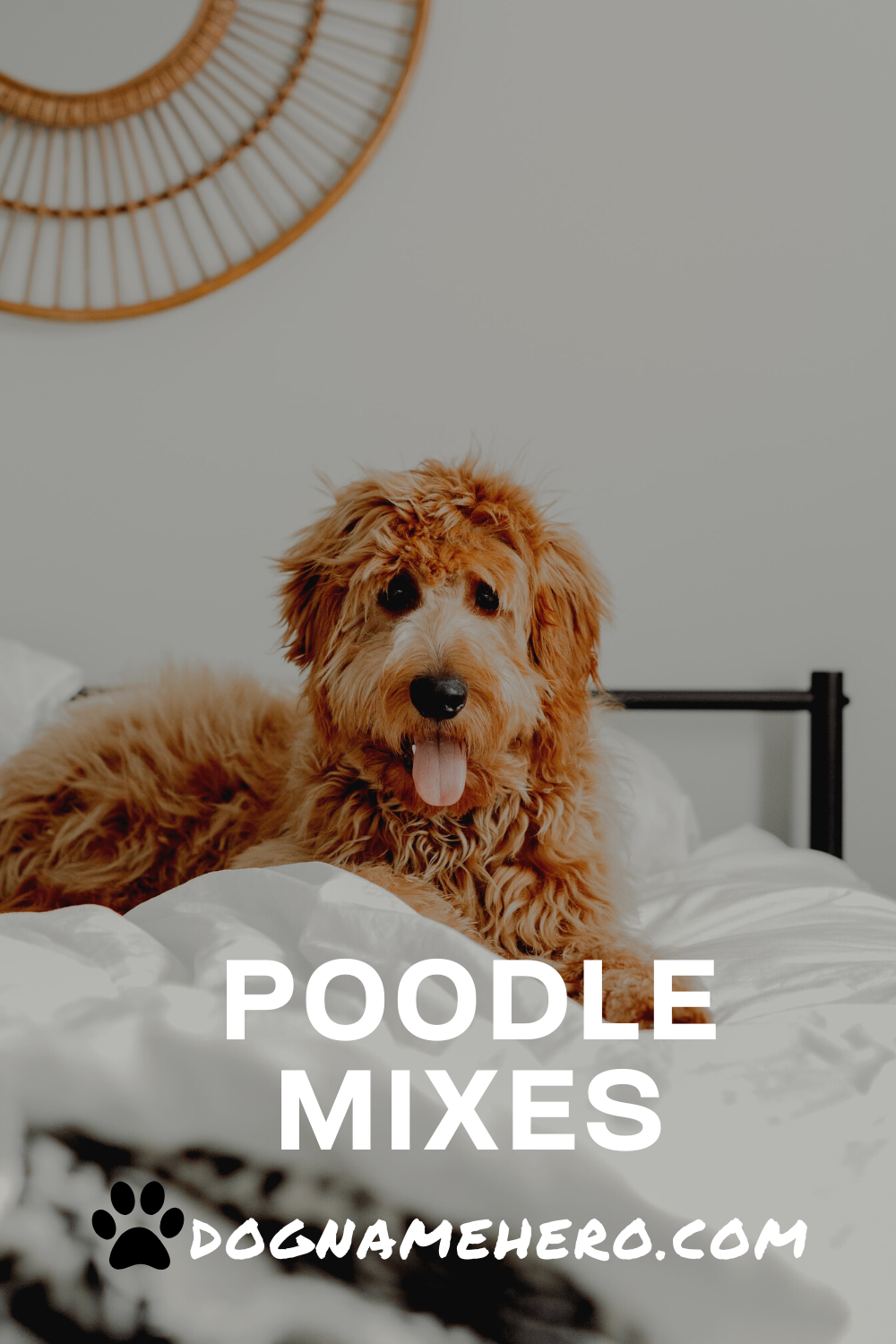 Poodle Mixes