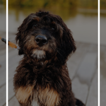 Poodle Mixes