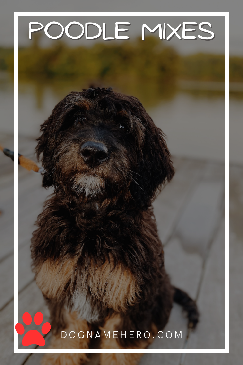 Poodle Mixes