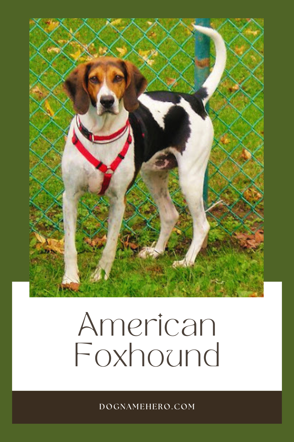 American Foxhound