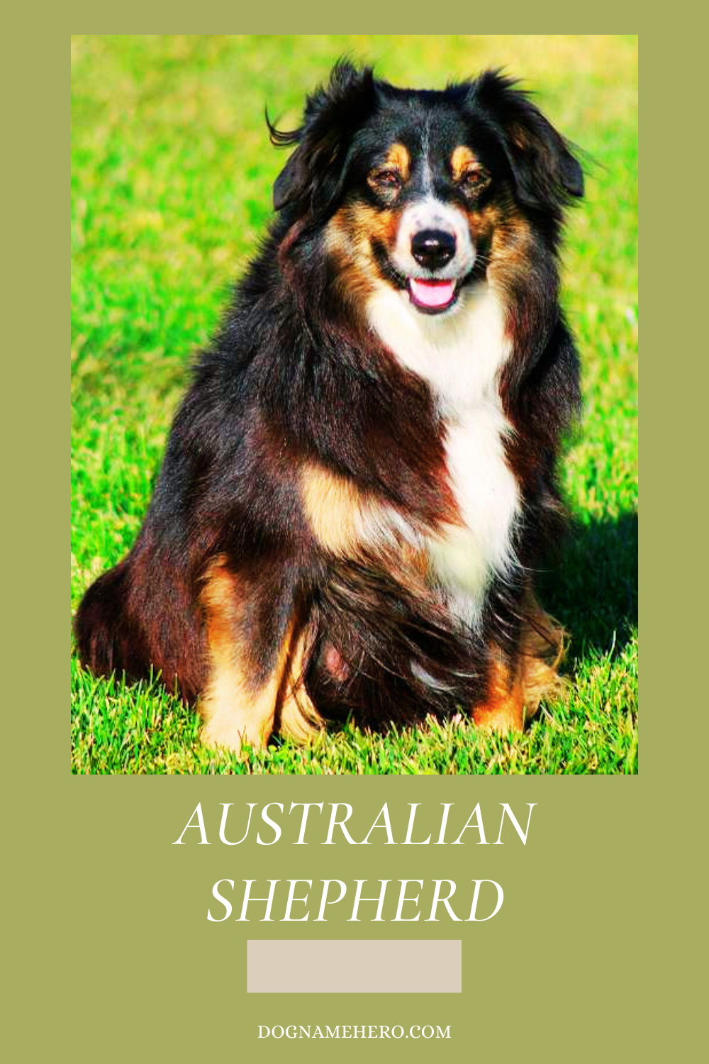 Australian Shepherd