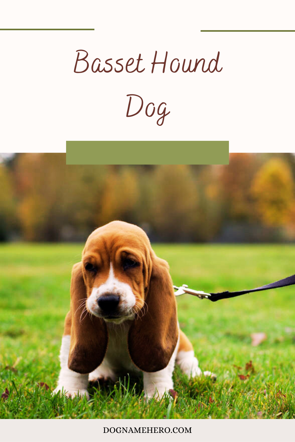 Basset Hound Dog