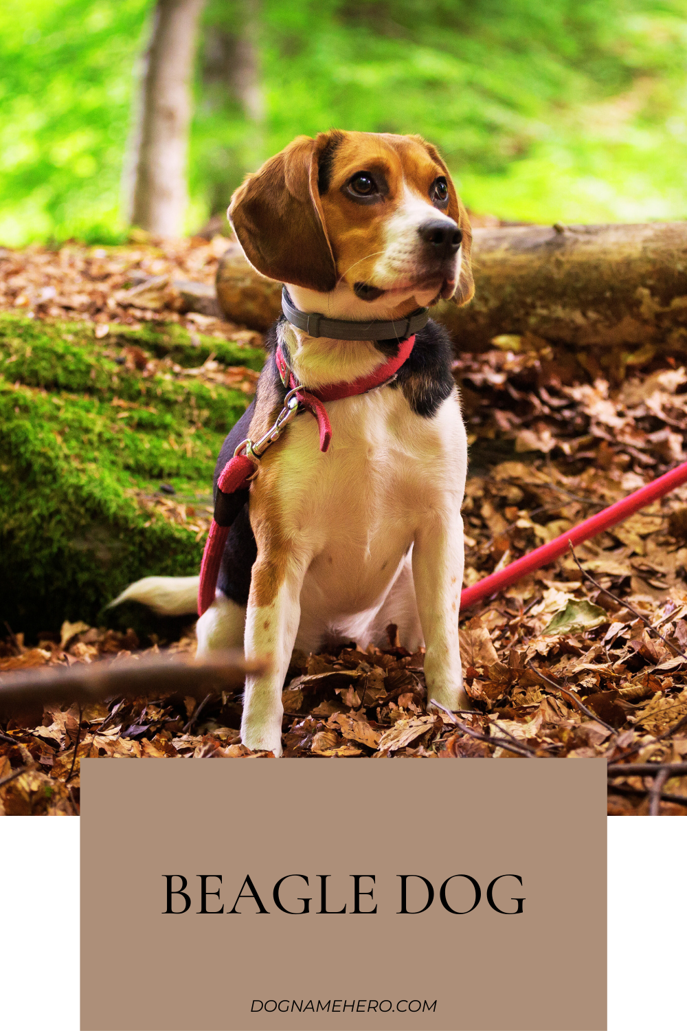 Beagle Dog