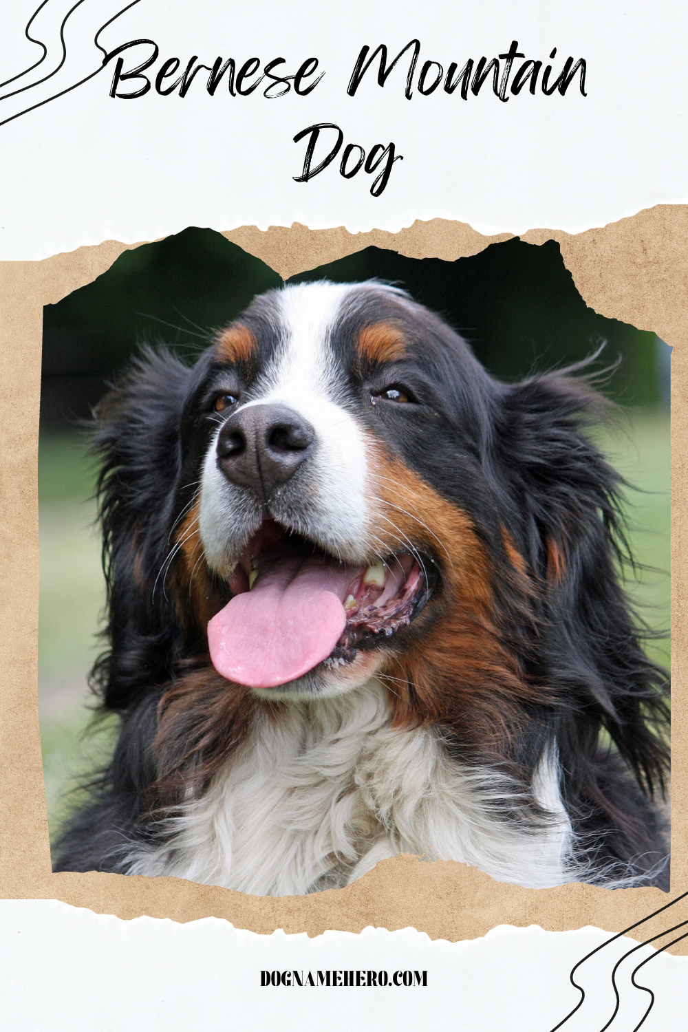 Bernese Mountain Dog