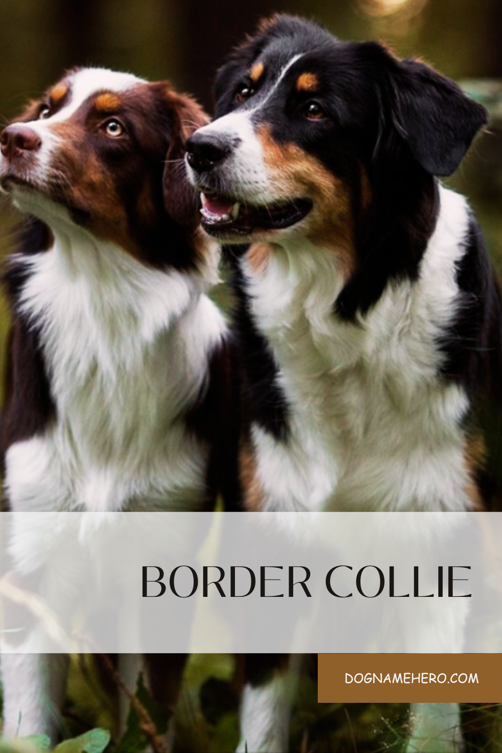 Border Collie