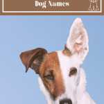 Brown and White Dog Names