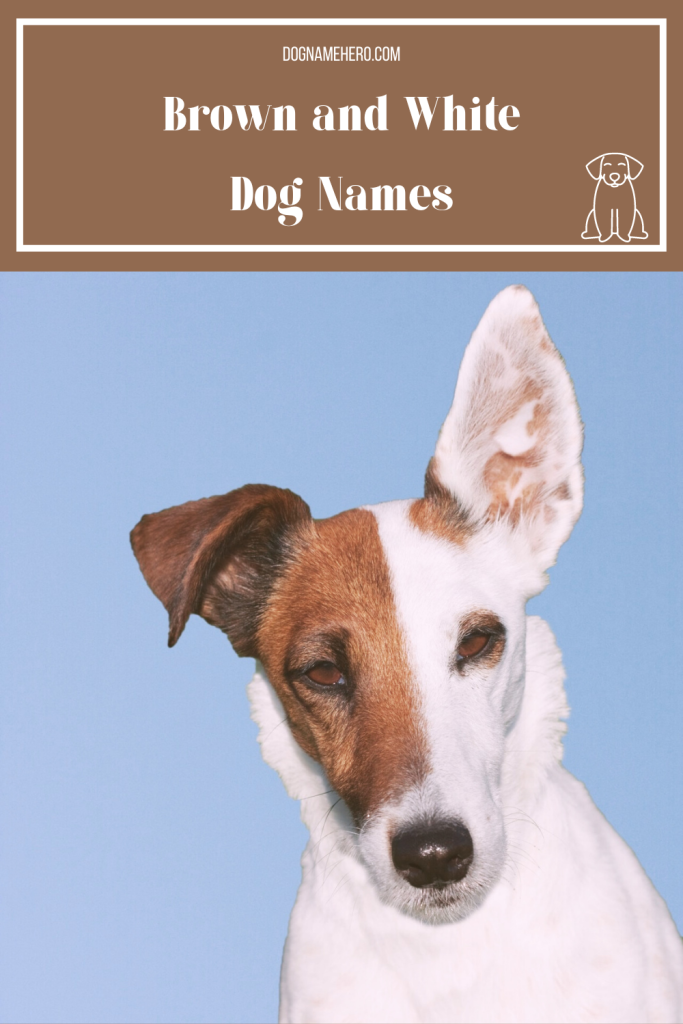 Brown and White Dog Names