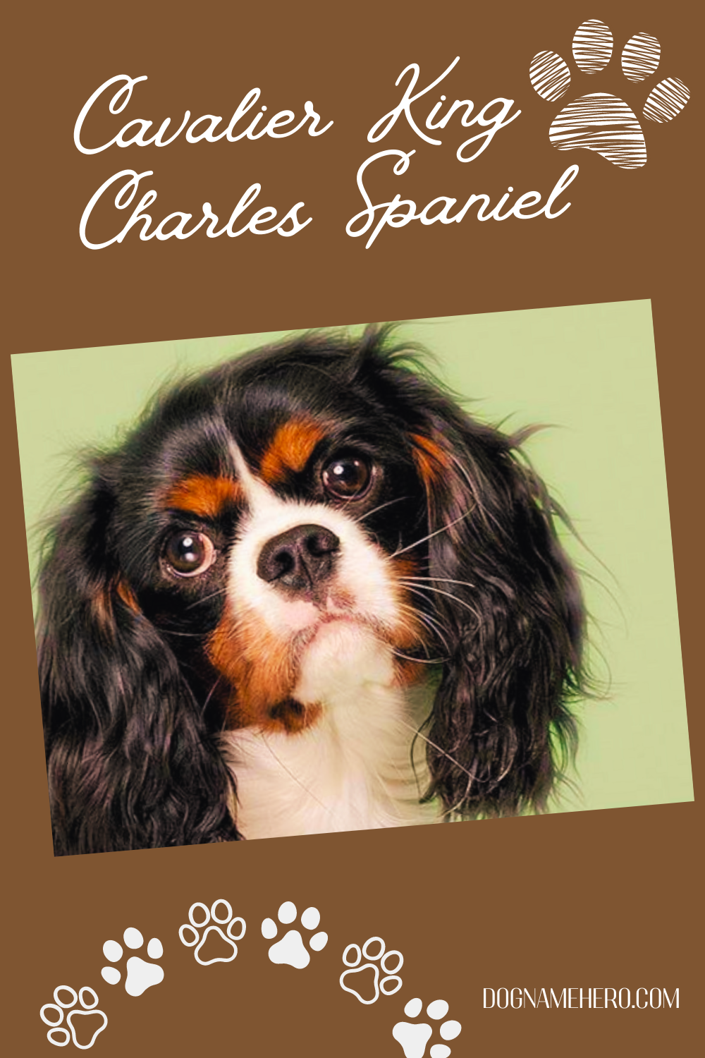 Cavalier King Charles Spaniel