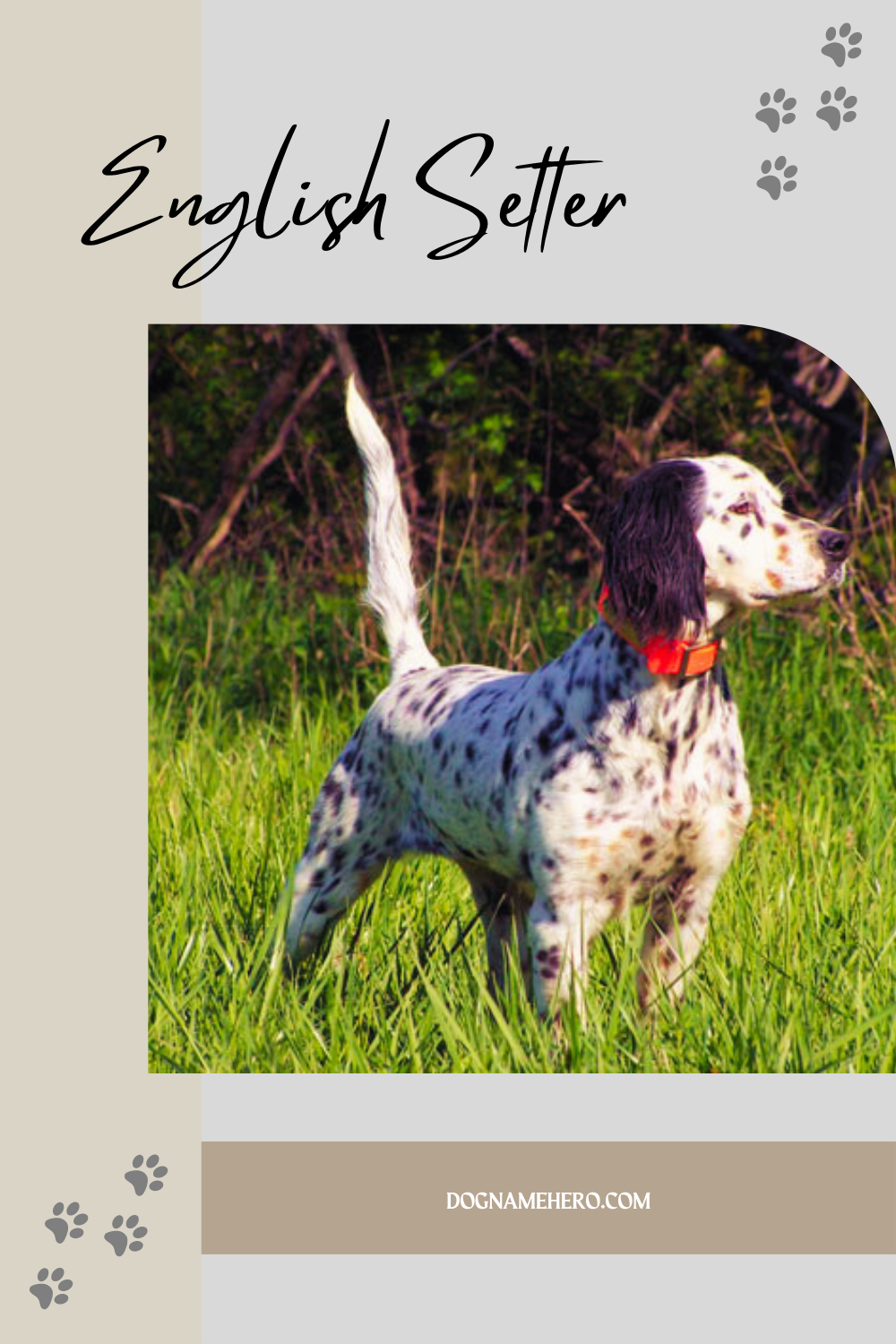 English Setter