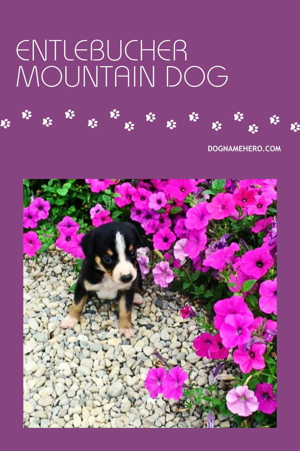 Entlebucher Mountain Dog