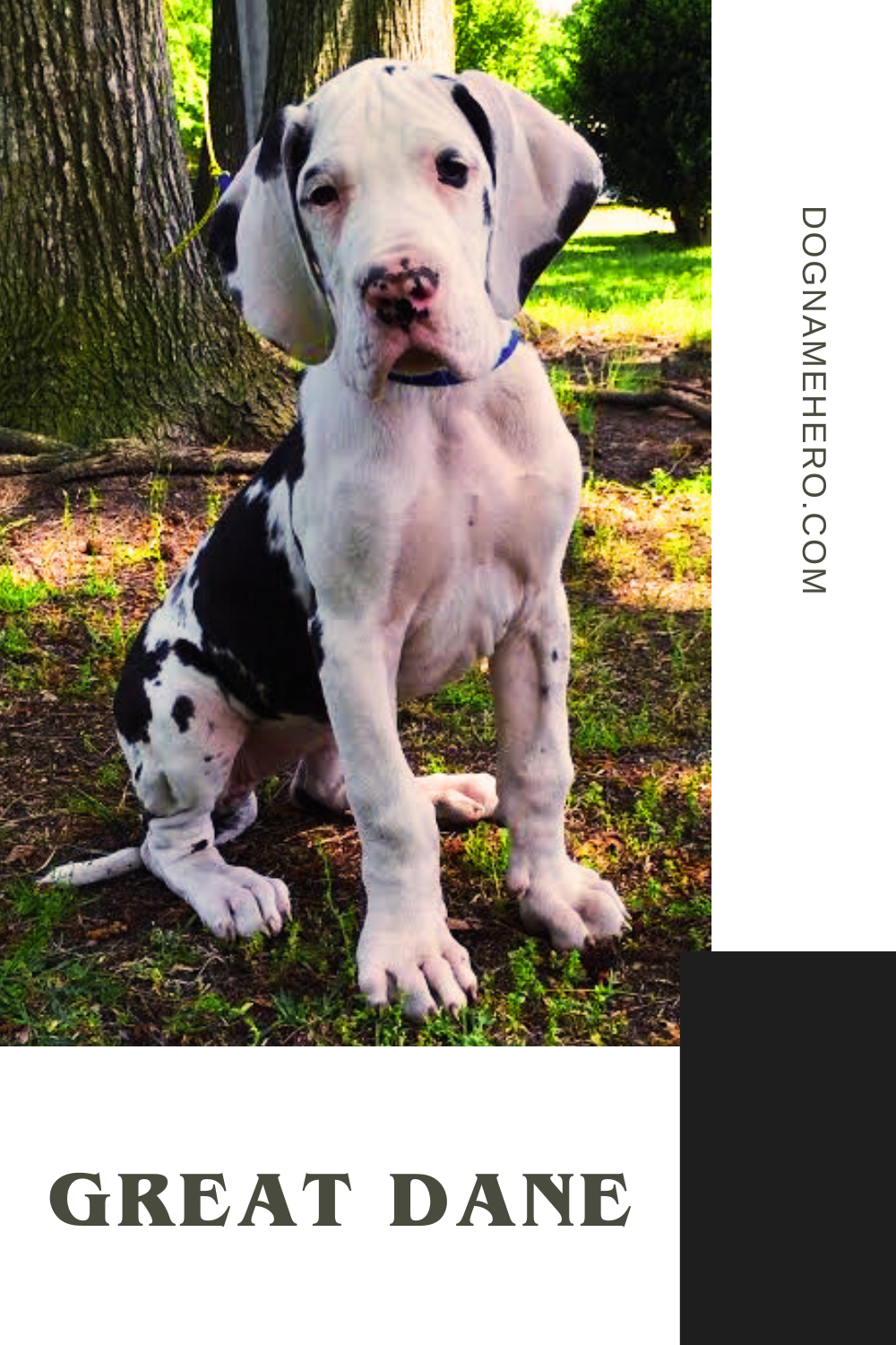Great Dane