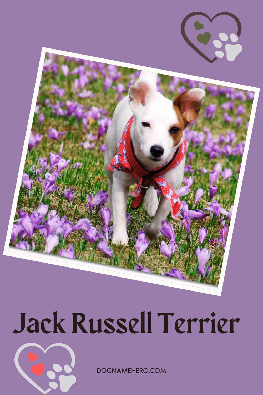Jack Russell Terrier