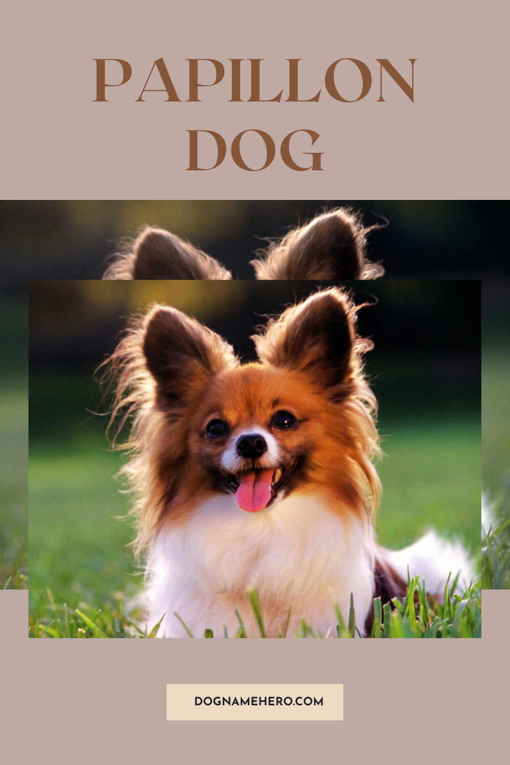 Papillon dog