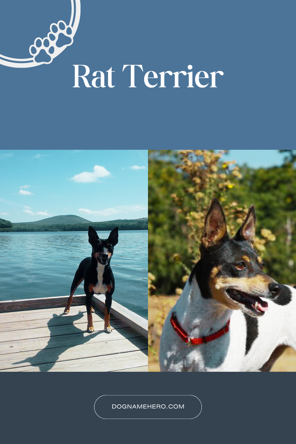Rat Terrier